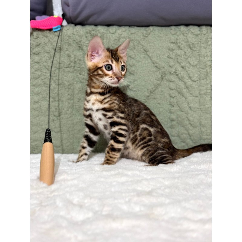 Bengal NOV Nemo