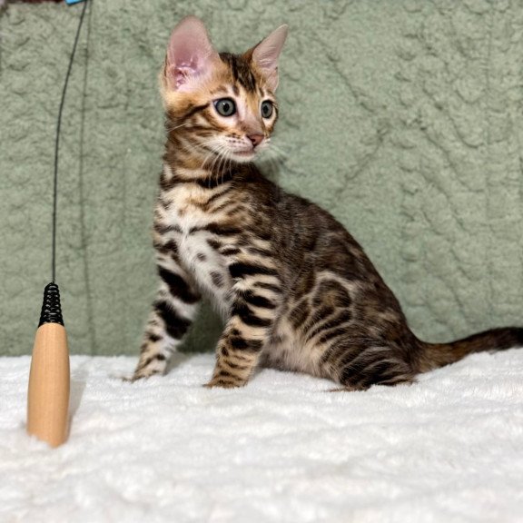 Bengal NOV Nemo