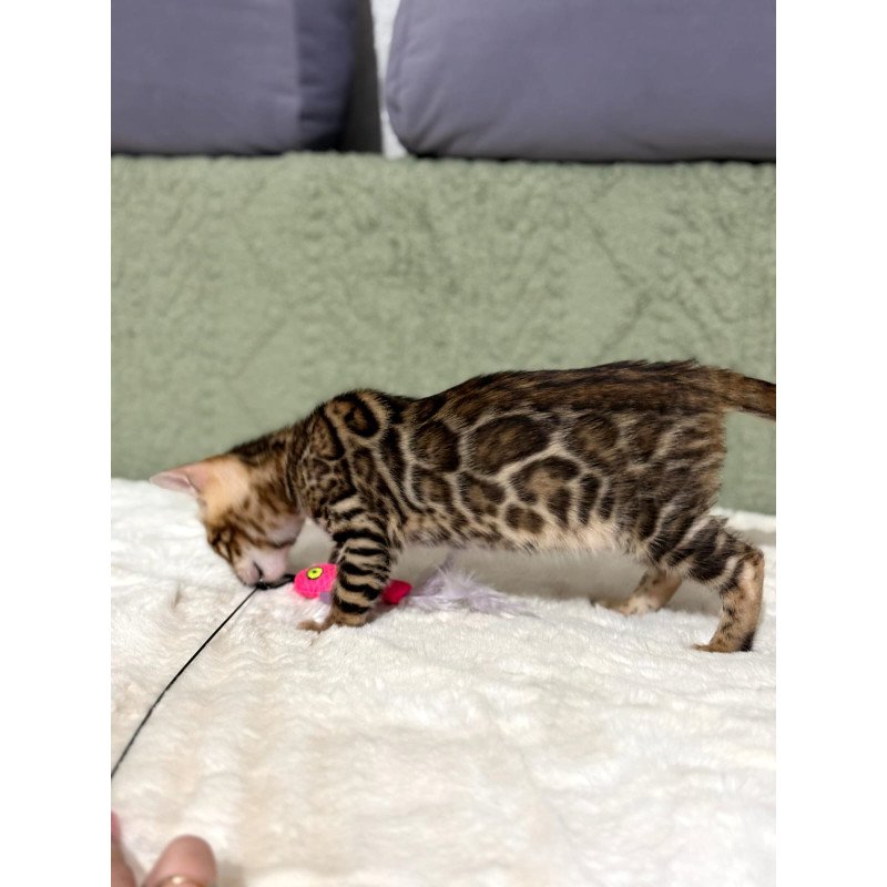 Bengal NOV Nemo