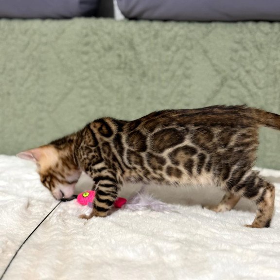 Bengal NOV Nemo