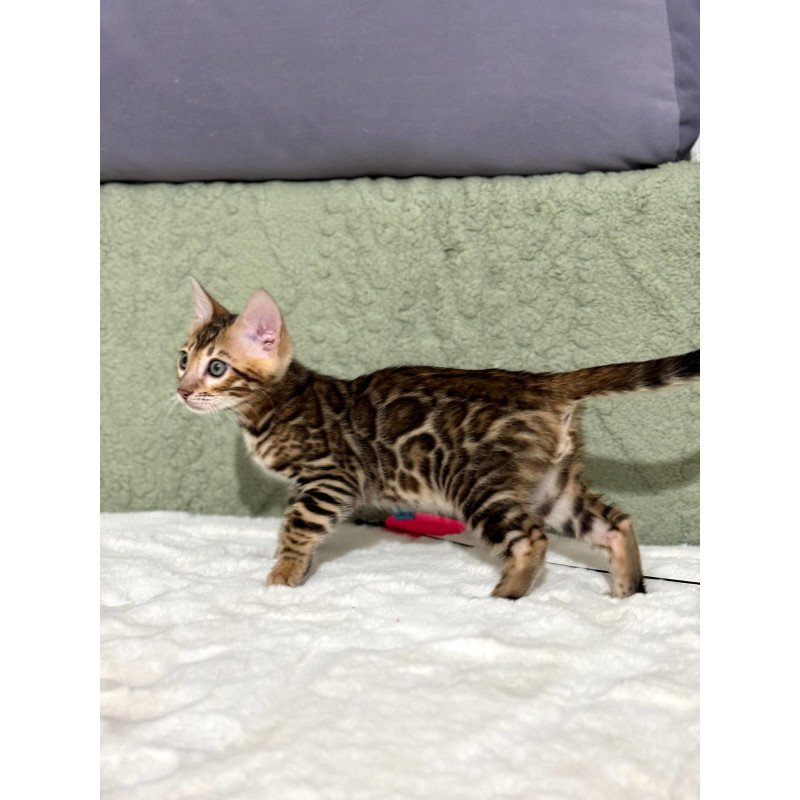Bengal NOV Nemo