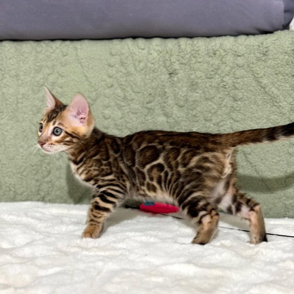 Bengal NOV Nemo