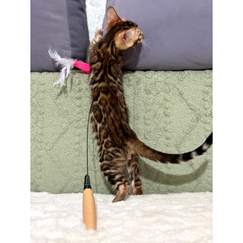 Bengal NOV Nemo
