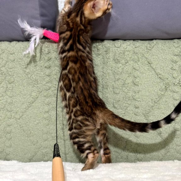 Bengal NOV Nemo