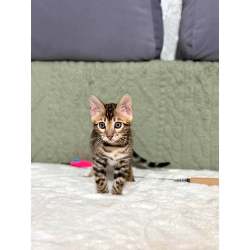 Bengal NOV Nemo