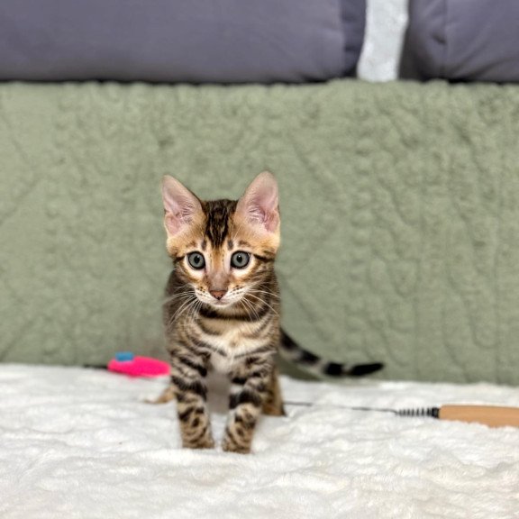 Bengal NOV Nemo