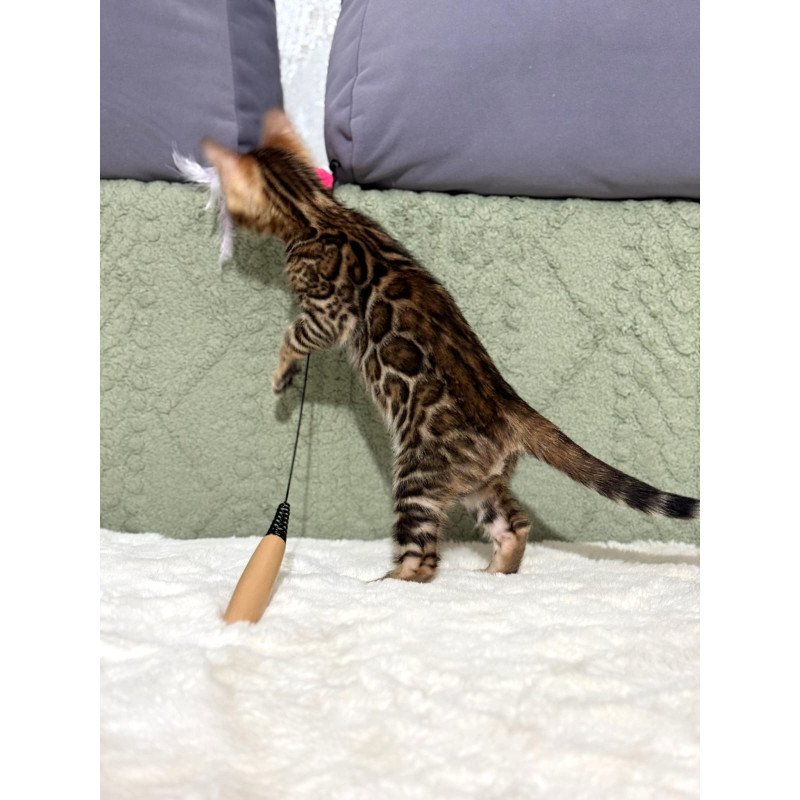 Bengal NOV Nemo