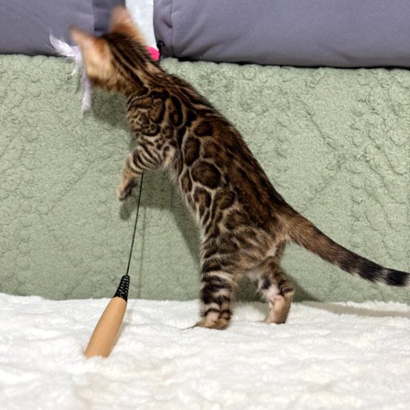 Bengal NOV Nemo