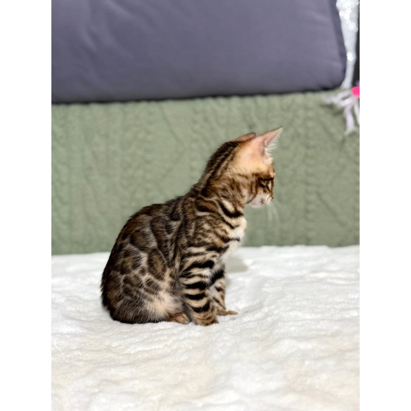 Bengal NOV Nemo