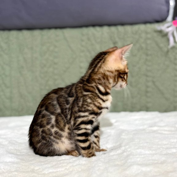 Bengal NOV Nemo