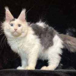 Maine Coon NOV Quartz