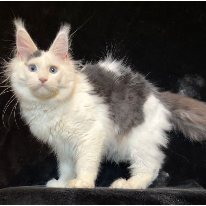 Maine Coon NOV Quartz