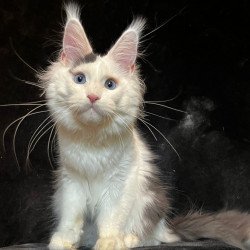 Maine Coon NOV Quartz