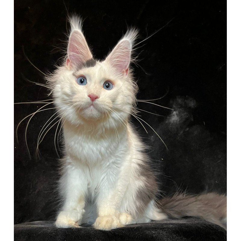 Maine Coon NOV Quartz