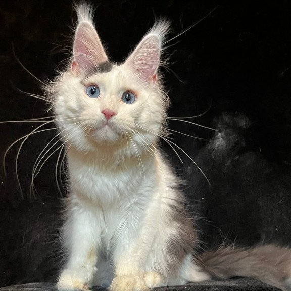 Maine Coon NOV Quartz