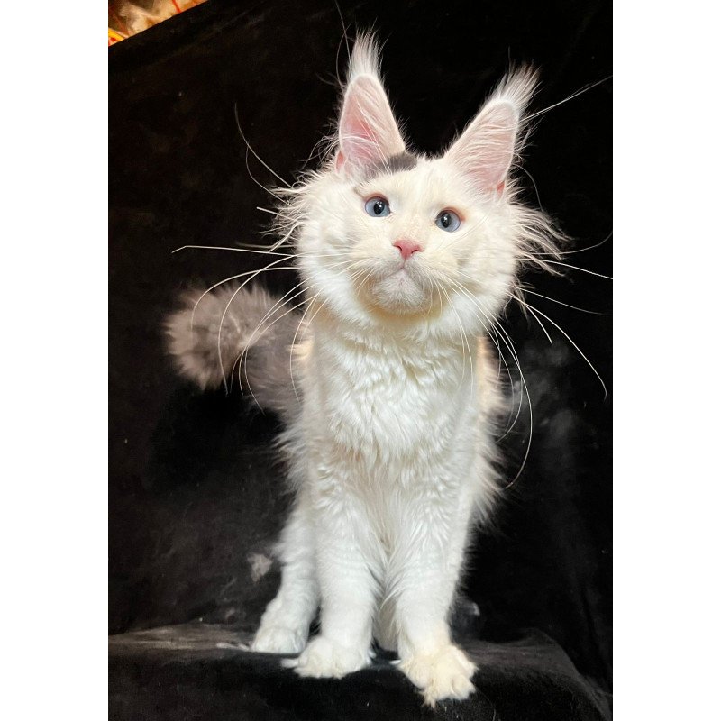 Maine Coon NOV Quartz