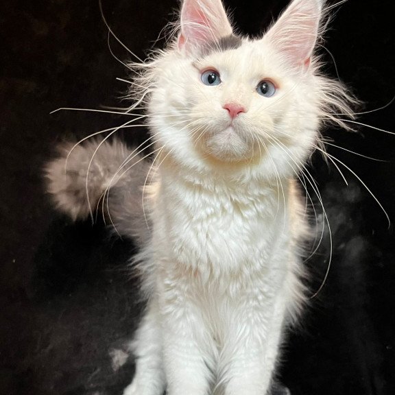 Maine Coon NOV Quartz