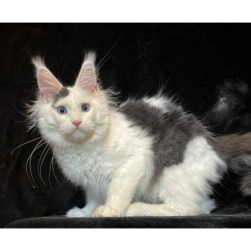 Maine Coon NOV Quartz