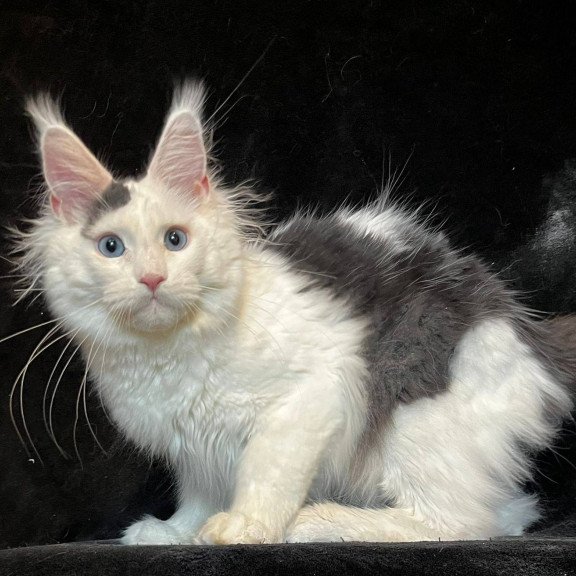 Maine Coon NOV Quartz