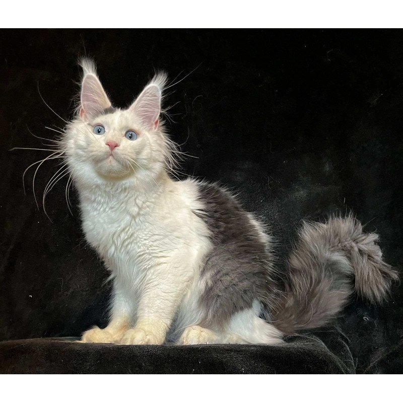 Maine Coon NOV Quartz