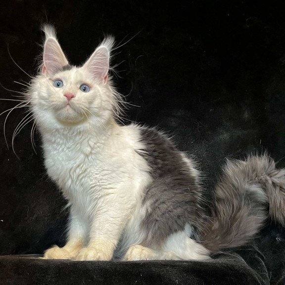 Maine Coon NOV Quartz