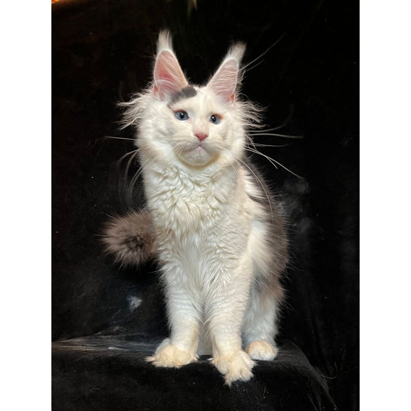 Maine Coon NOV Quartz