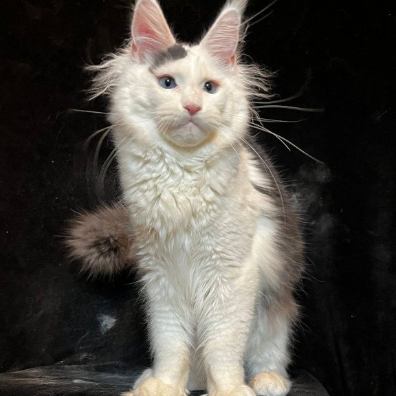 Maine Coon NOV Quartz