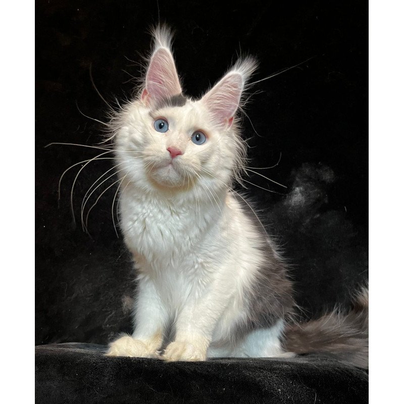 Maine Coon NOV Quartz