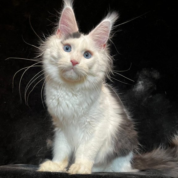 Maine Coon NOV Quartz