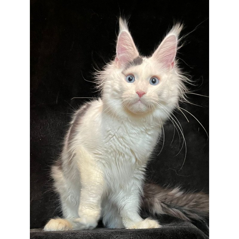 Maine Coon NOV Quartz