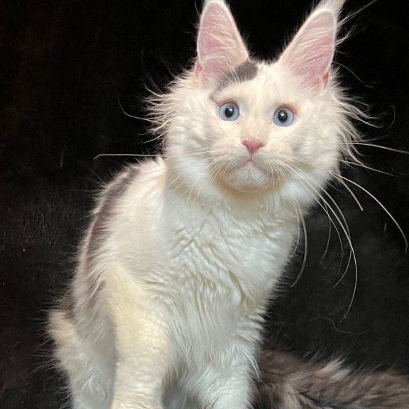 Maine Coon NOV Quartz