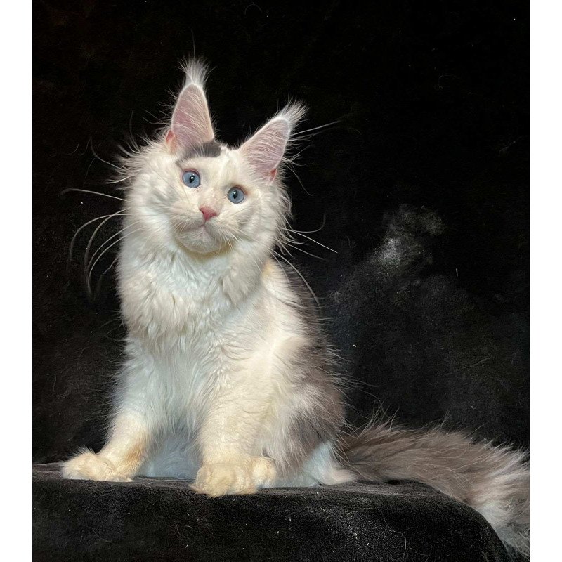 Maine Coon NOV Quartz