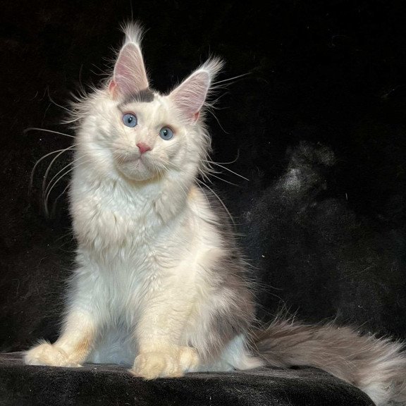 Maine Coon NOV Quartz