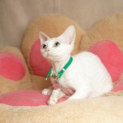 Devon Rex NOV Nika