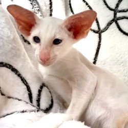 Siamese NOV Arcadiy