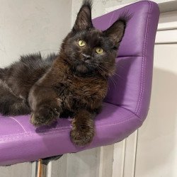Maine Coon NOV Petrovich