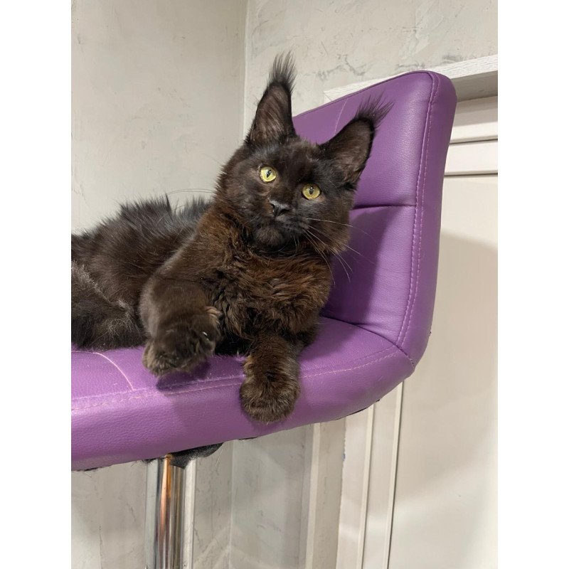 Maine Coon NOV Petrovich