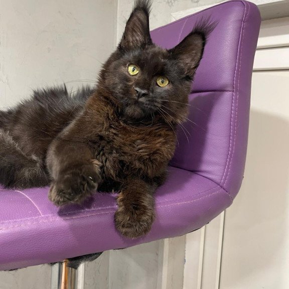 Maine Coon NOV Petrovich