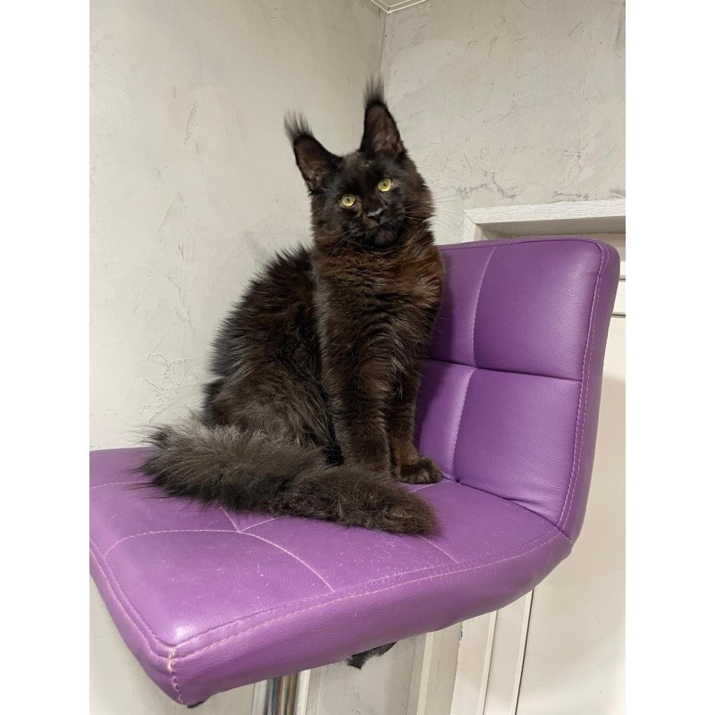 Maine Coon NOV Petrovich