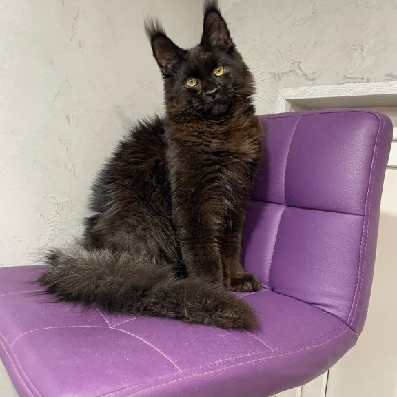 Maine Coon NOV Petrovich