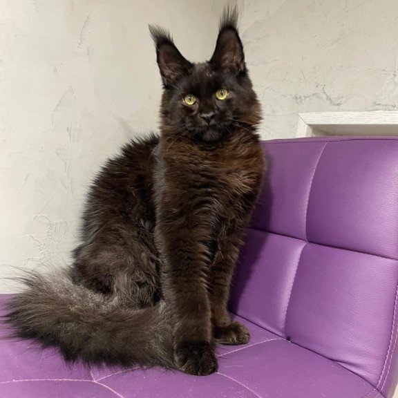 Maine Coon NOV Petrovich
