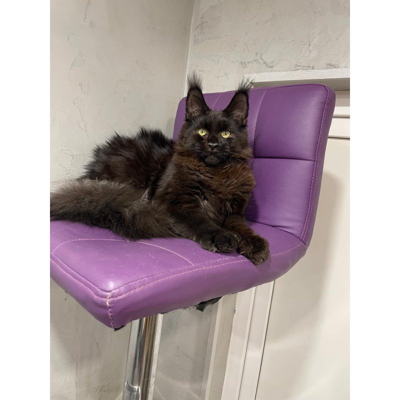 Maine Coon NOV Petrovich