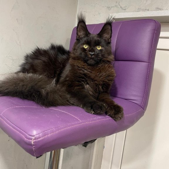 Maine Coon NOV Petrovich