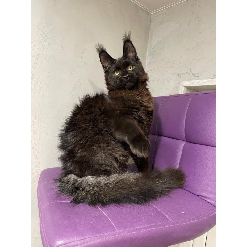 Maine Coon NOV Petrovich