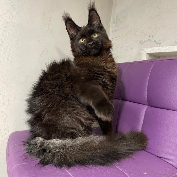 Maine Coon NOV Petrovich
