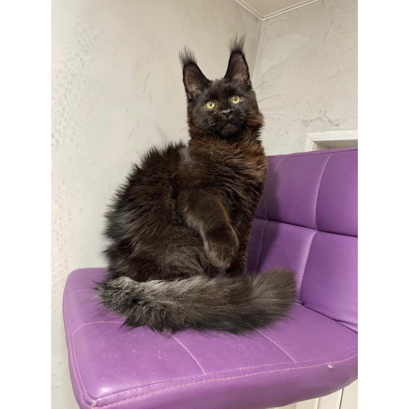 Maine Coon NOV Petrovich