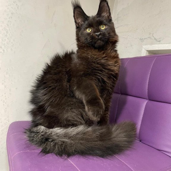 Maine Coon NOV Petrovich