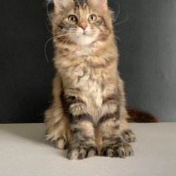 Maine Coon NOV Ozzi Polydactyl