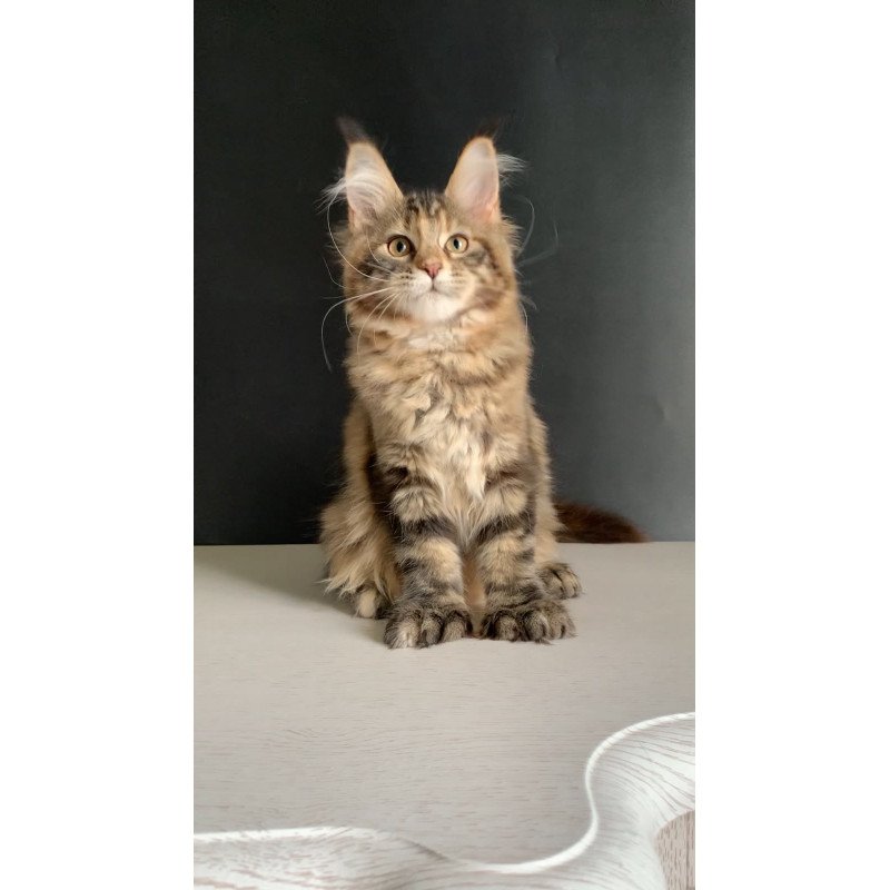 Maine Coon NOV Ozzi Polydactyl