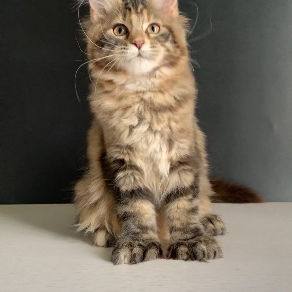 Maine Coon NOV Ozzi Polydactyl